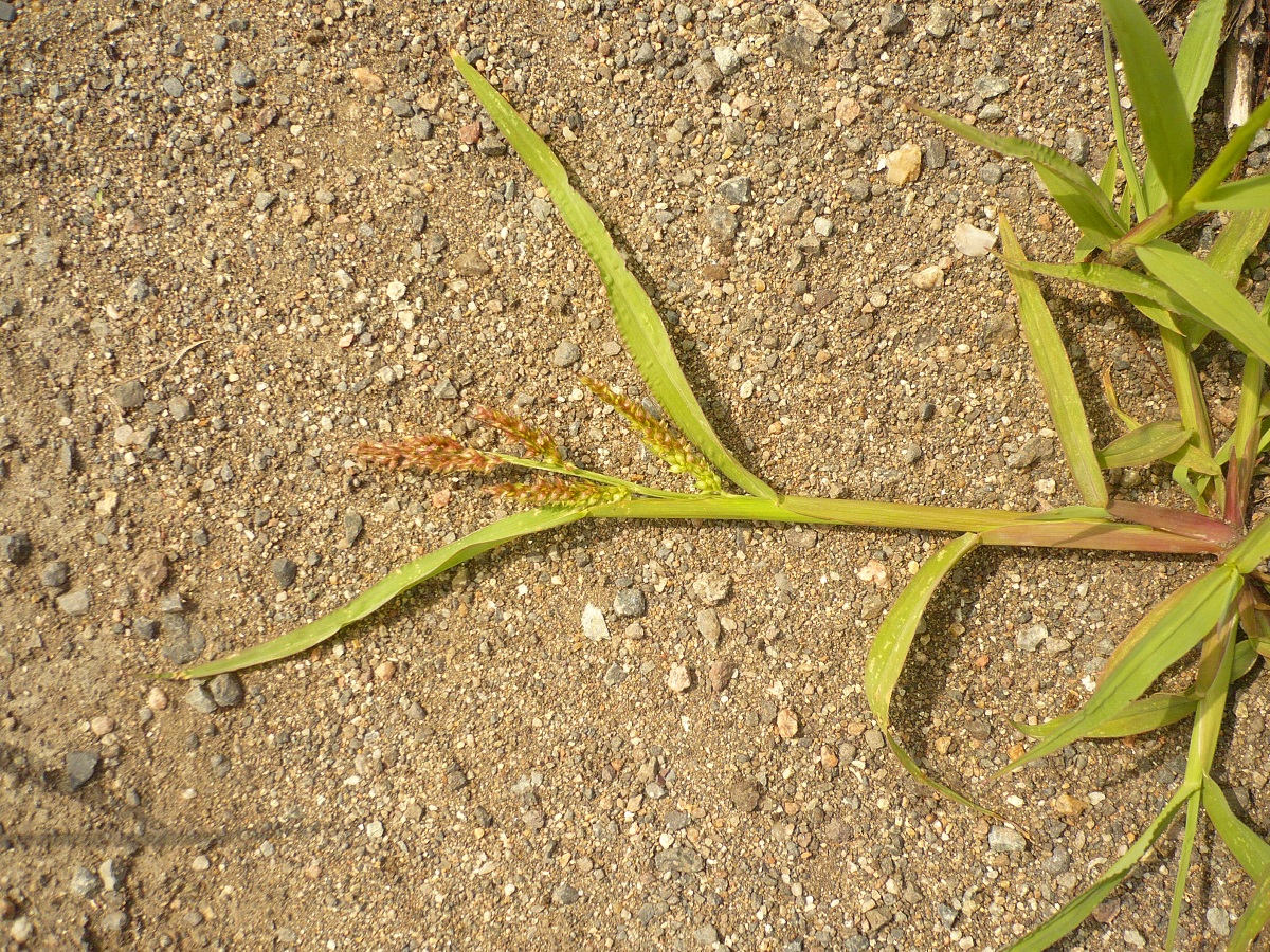 Echinochloa crus-galli (Poaceae)